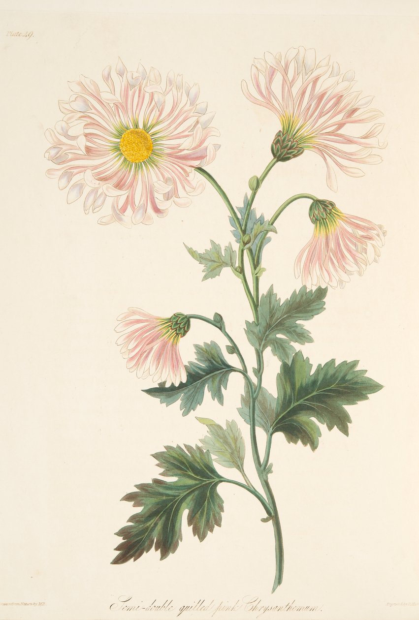 Semi-dubbel pinne rosa krysantemum, från Floral Illustrations of the Seasons, pub. 1829 av Margaret Roscoe