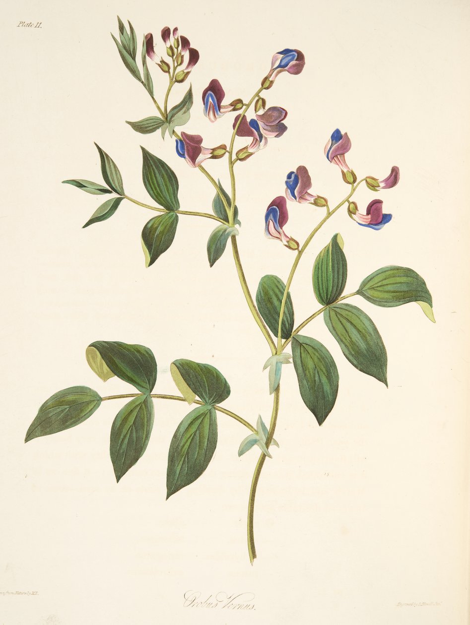 Spring Orobus, från blom- illustrationer av årstiderna, pub. 1829 (handfärgad gravyr) av Margaret Roscoe