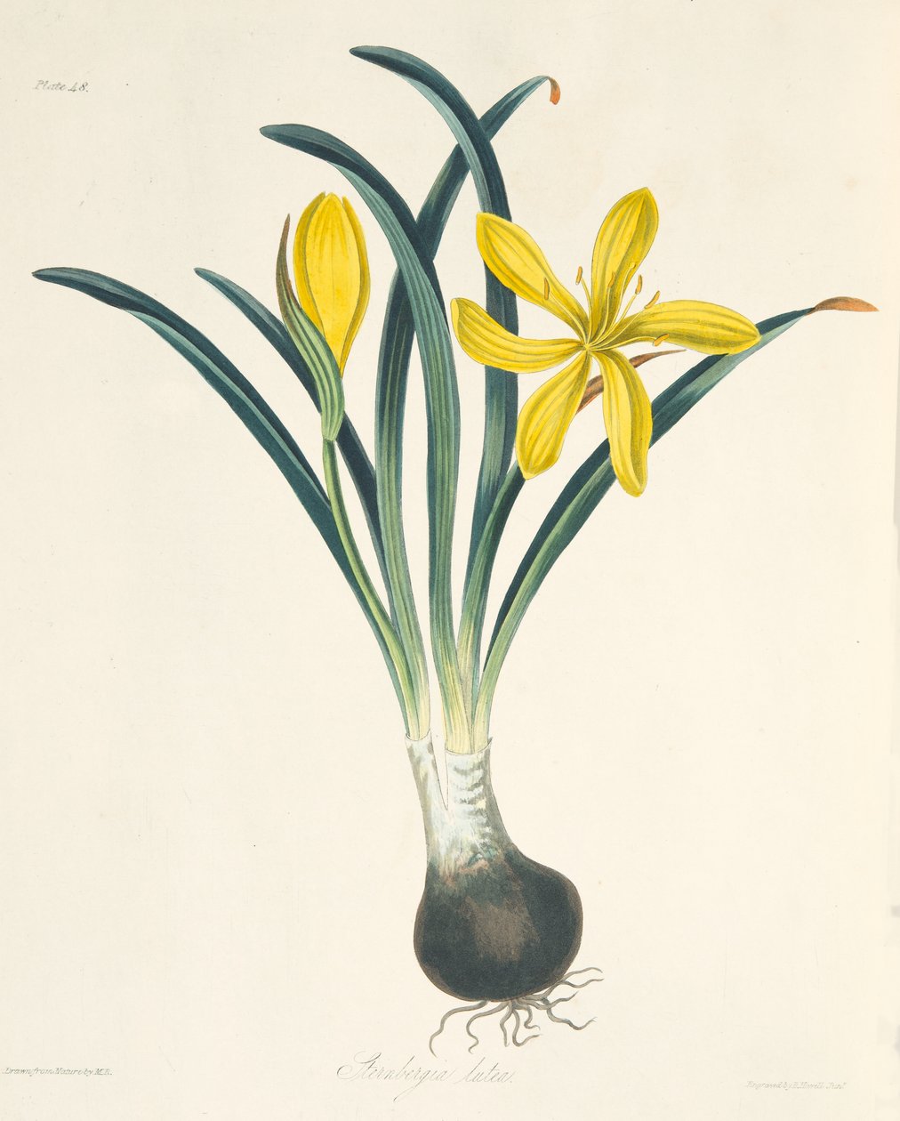 Gul Sterngergia, från blom- illustrationer av säsongerna, pub. 1829 av Margaret Roscoe