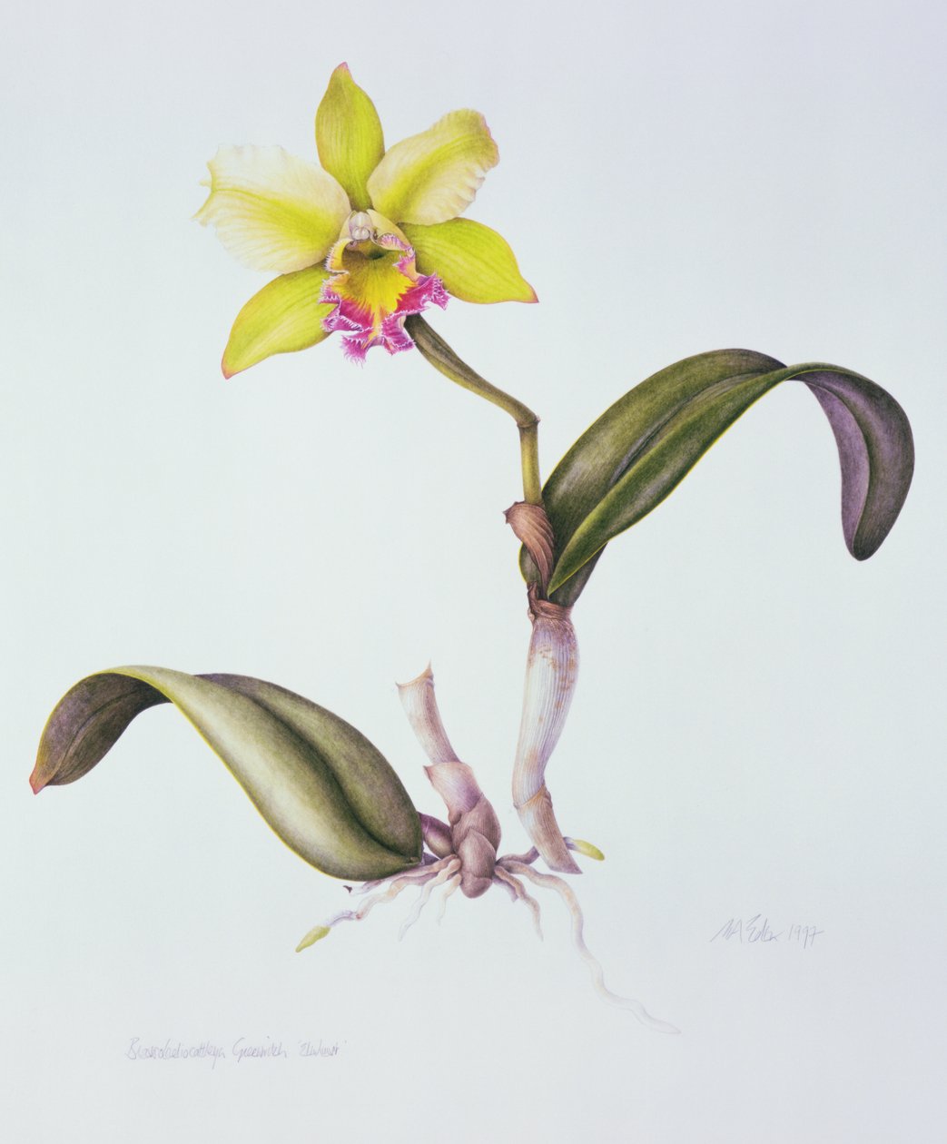Brassolaeliocattleya Greenwich, Elmhurst (akvarell på papper) av Margaret Ann Eden