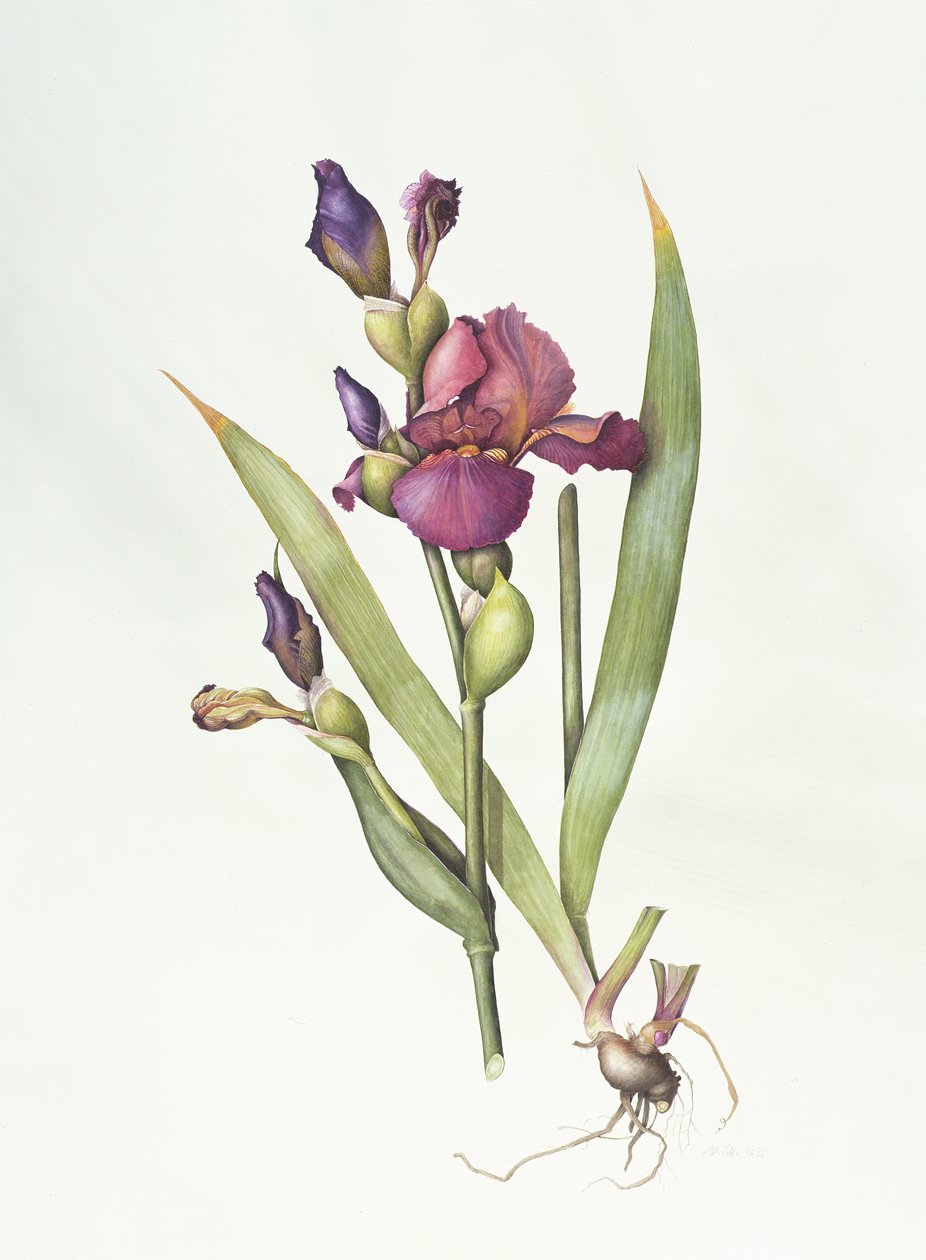 Iris (akvarell på papper) av Margaret Ann Eden