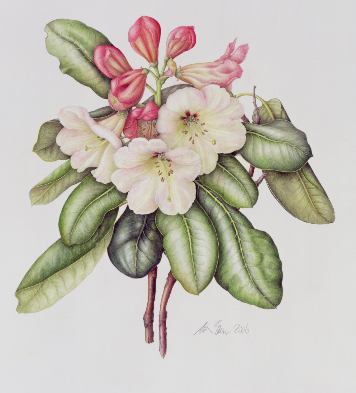 Rhododendron (akvarell på papper) av Margaret Ann Eden