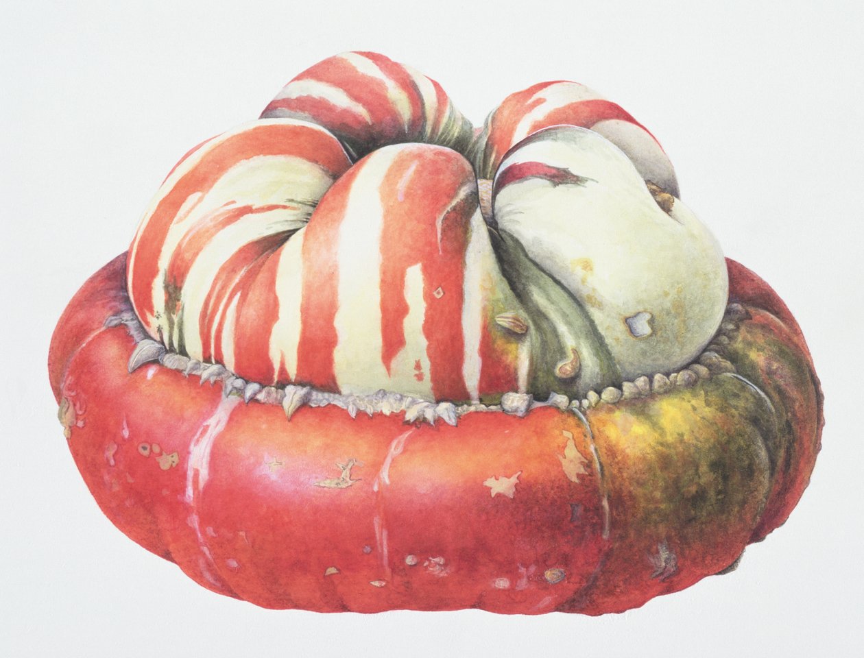 Turks Turban Squash, 1995 (wc på papper) av Margaret Ann Eden