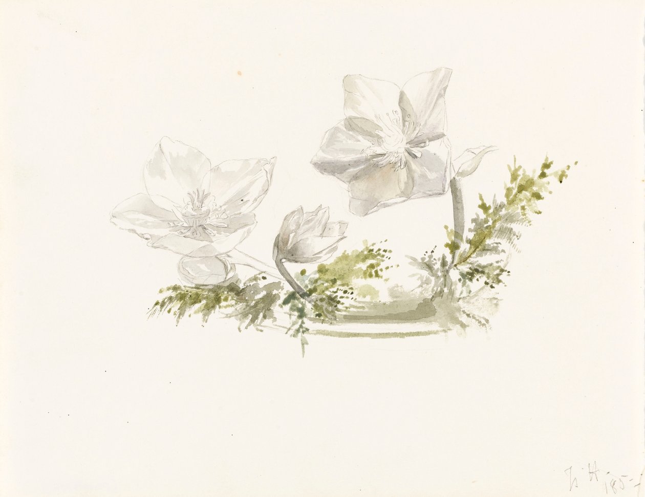 Studie av ett blomsterarrangemang (grafit, akvarell) av Margaret Louisa Herschel