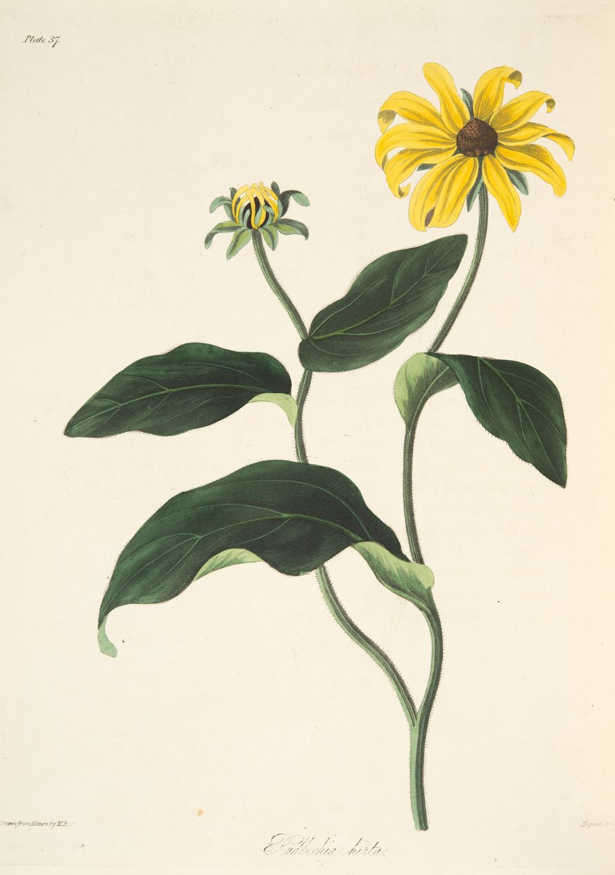 Black Eyed Susan, från blom- illustrationer av säsongerna, pub. 1829 (handfärgad gravyr) av Margaret Roscoe