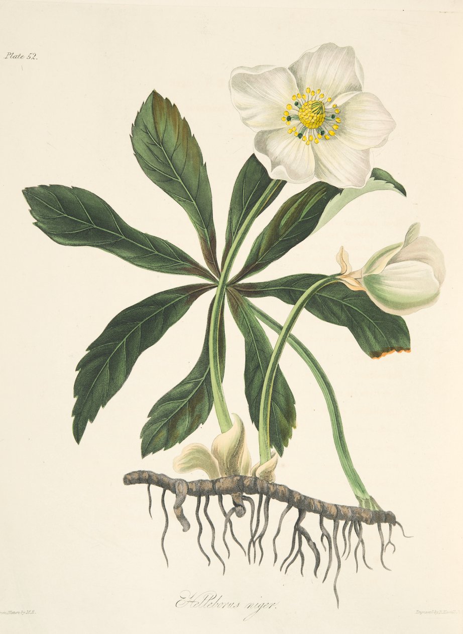 Svart Hellebore eller julros, från blommiga illustrationer av årstiderna, pub. 1829 (handfärgad gravyr) av Margaret Roscoe