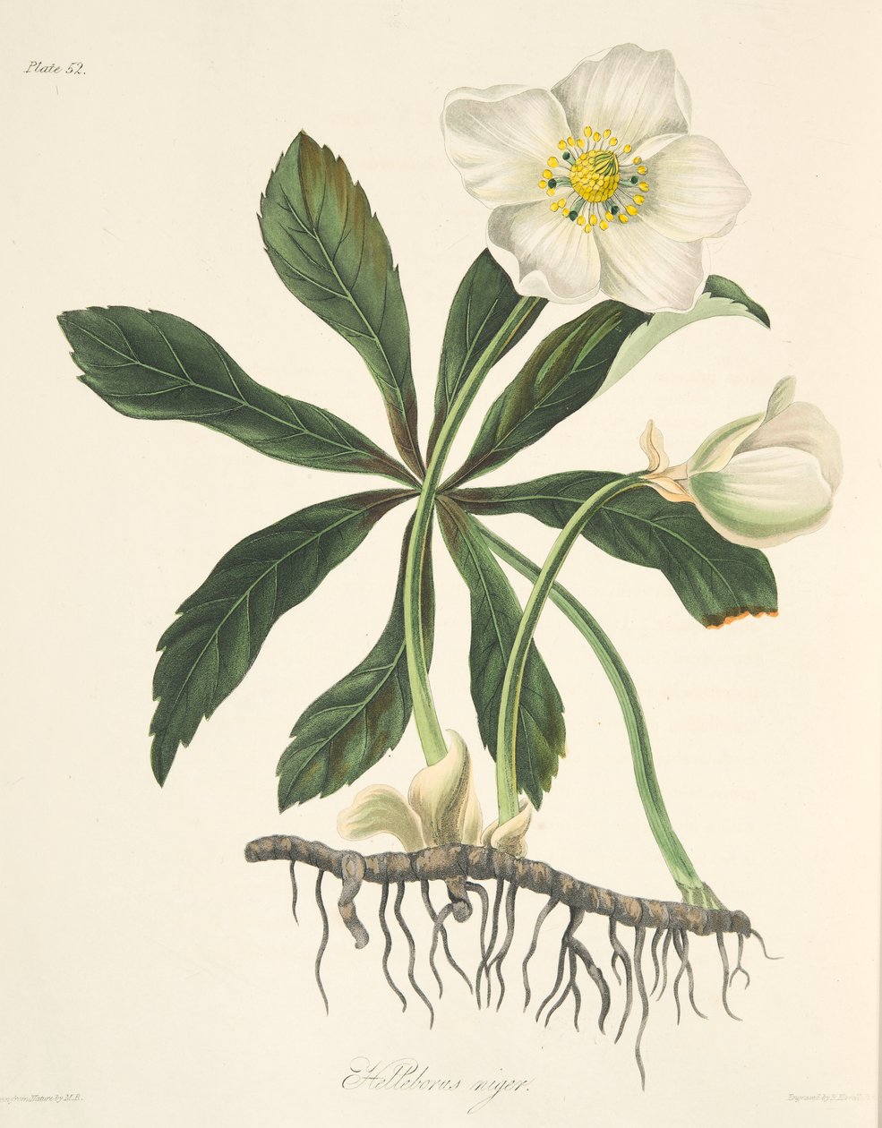 Svart Hellebore eller julros, från blommiga illustrationer av årstiderna, pub. 1829 (handfärgad gravyr) av Margaret Roscoe