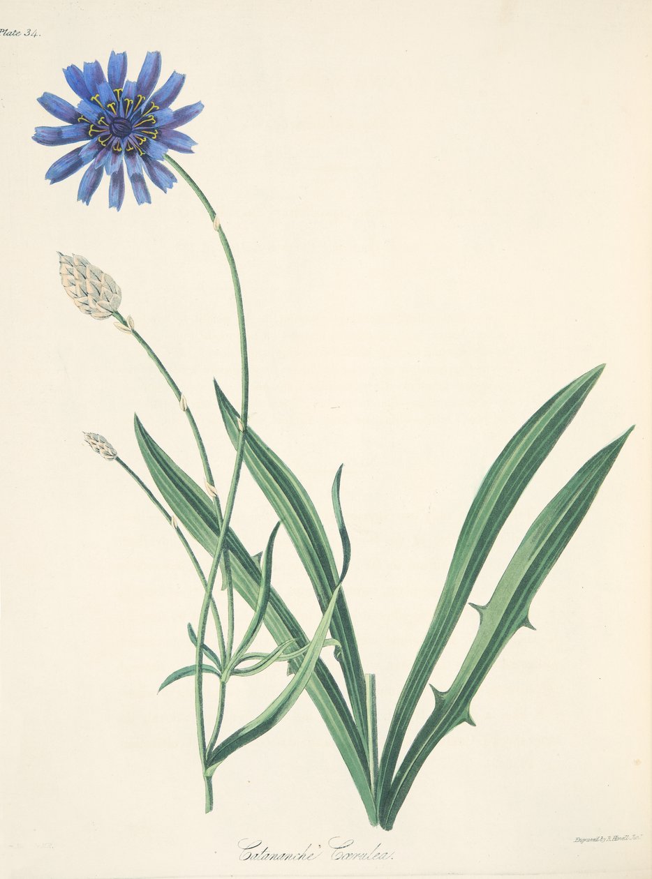 Blå Catananche, från blom- illustrationer av säsongerna, pub. 1829 (handfärgad gravyr) av Margaret Roscoe