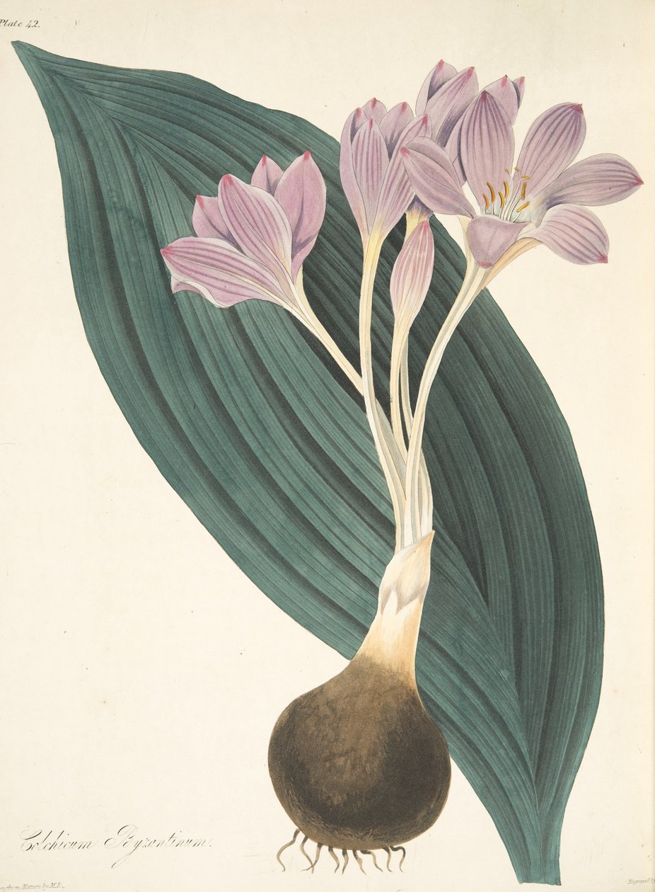 Bredbladigt ängsaffran, från blommiga illustrationer av årstiderna, pub. 1829 (handfärgad gravyr) av Margaret Roscoe