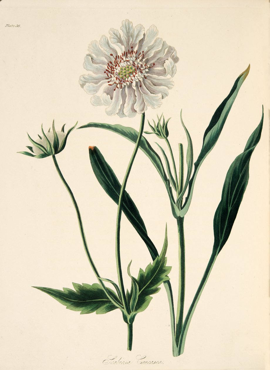 Caucasian Scabious, från blom- illustrationer av säsongerna, pub. 1829 (handfärgad gravyr) av Margaret Roscoe
