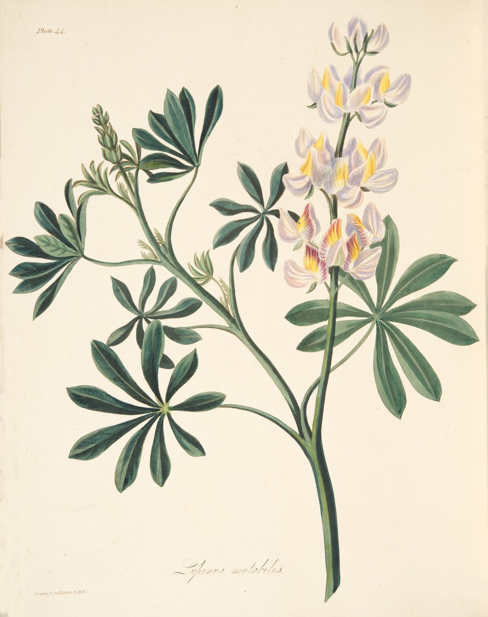 Föränderlig-blommig Lupin, från blom-illustrationer av årstiderna, pub. 1829 (handfärgad gravyr) av Margaret Roscoe