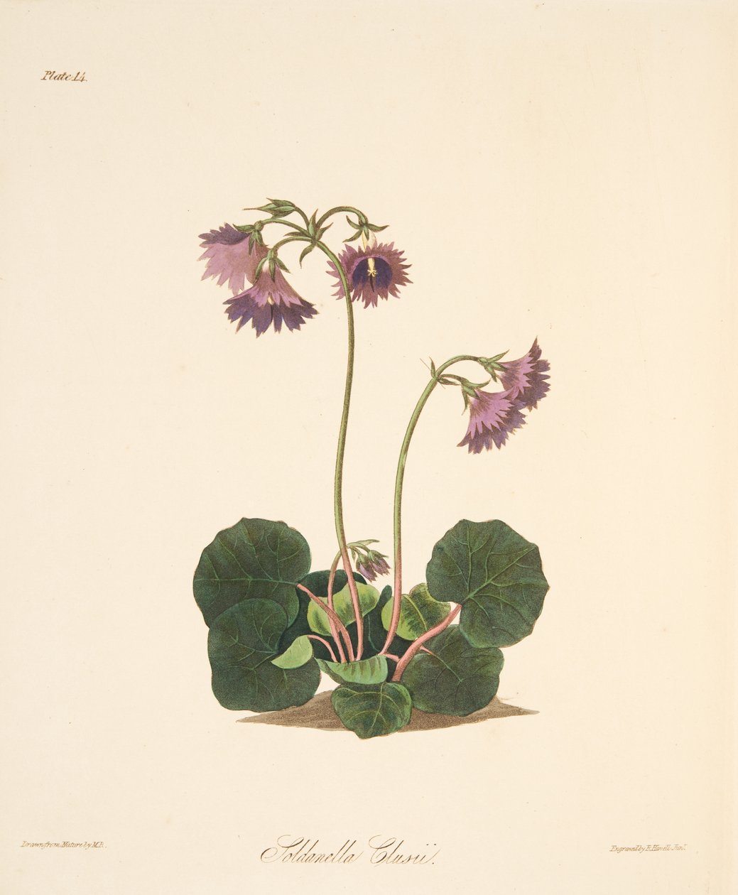 Clusiuss Soldanella, från blom- illustrationer av årstiderna, pub. 1829 (handfärgad gravyr) av Margaret Roscoe