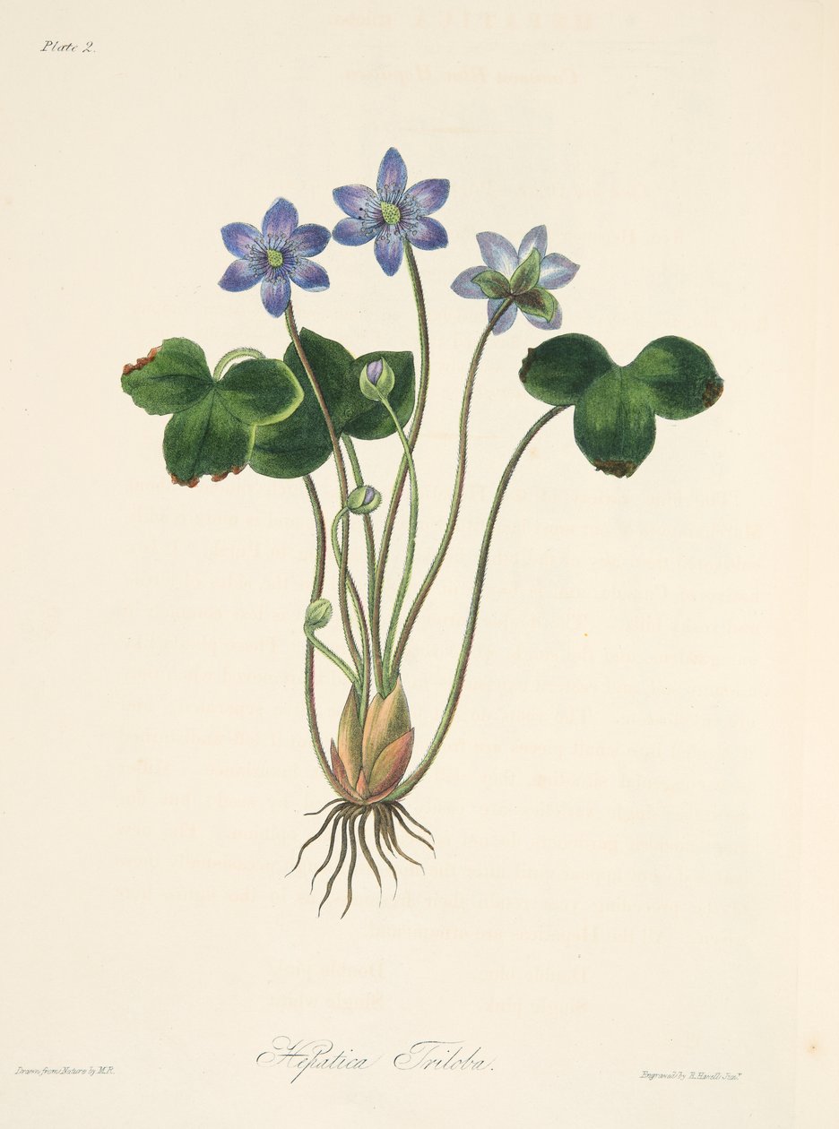 Common Blue Hepatica, från blom- illustrationer av säsongerna, pub. 1829 (handfärgad gravyr) av Margaret Roscoe