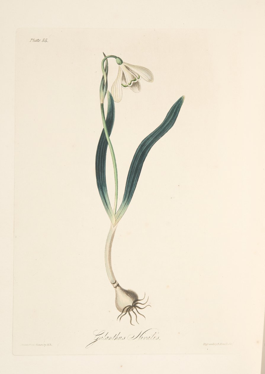 Vanlig snödroppe, från blom- illustrationer av årstiderna, pub. 1829 (handfärgad gravyr) av Margaret Roscoe