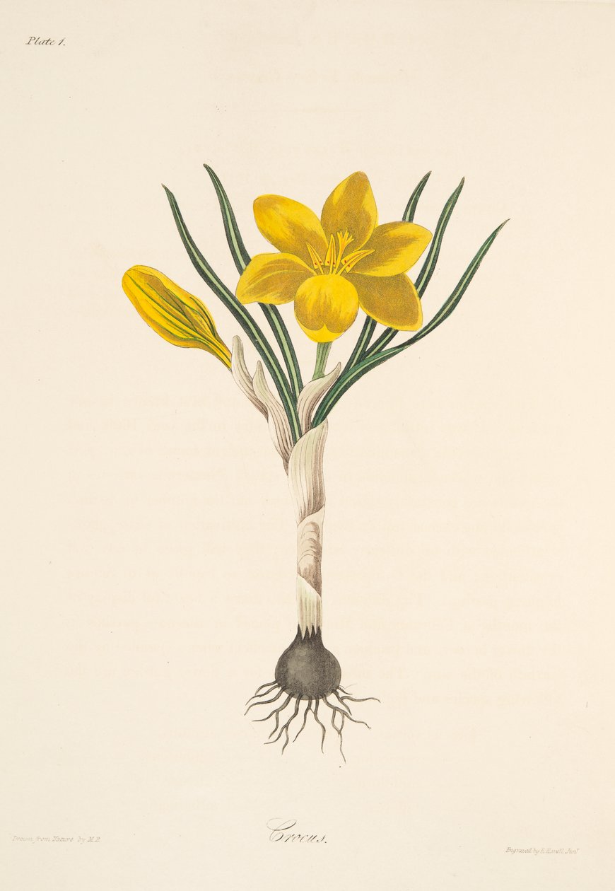 Gemensam gul krokus, från blom- illustrationer av säsongerna, pub. 1829 (handfärgad gravyr) av Margaret Roscoe
