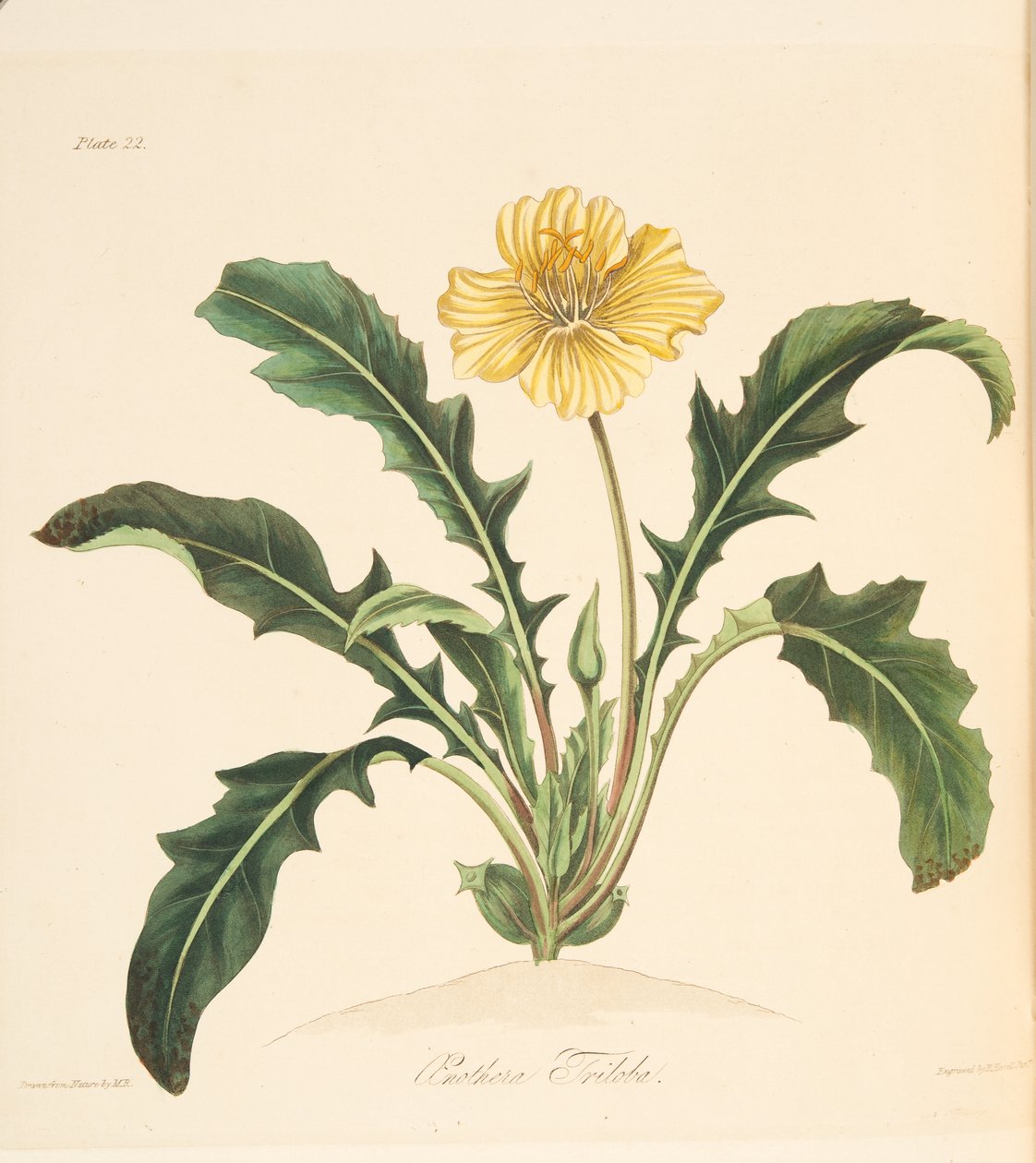 Maskros lämnade Evening Primrose, från Floral Illustrations of the Seasons, pub. 1829 (handfärgad gravyr) av Margaret Roscoe