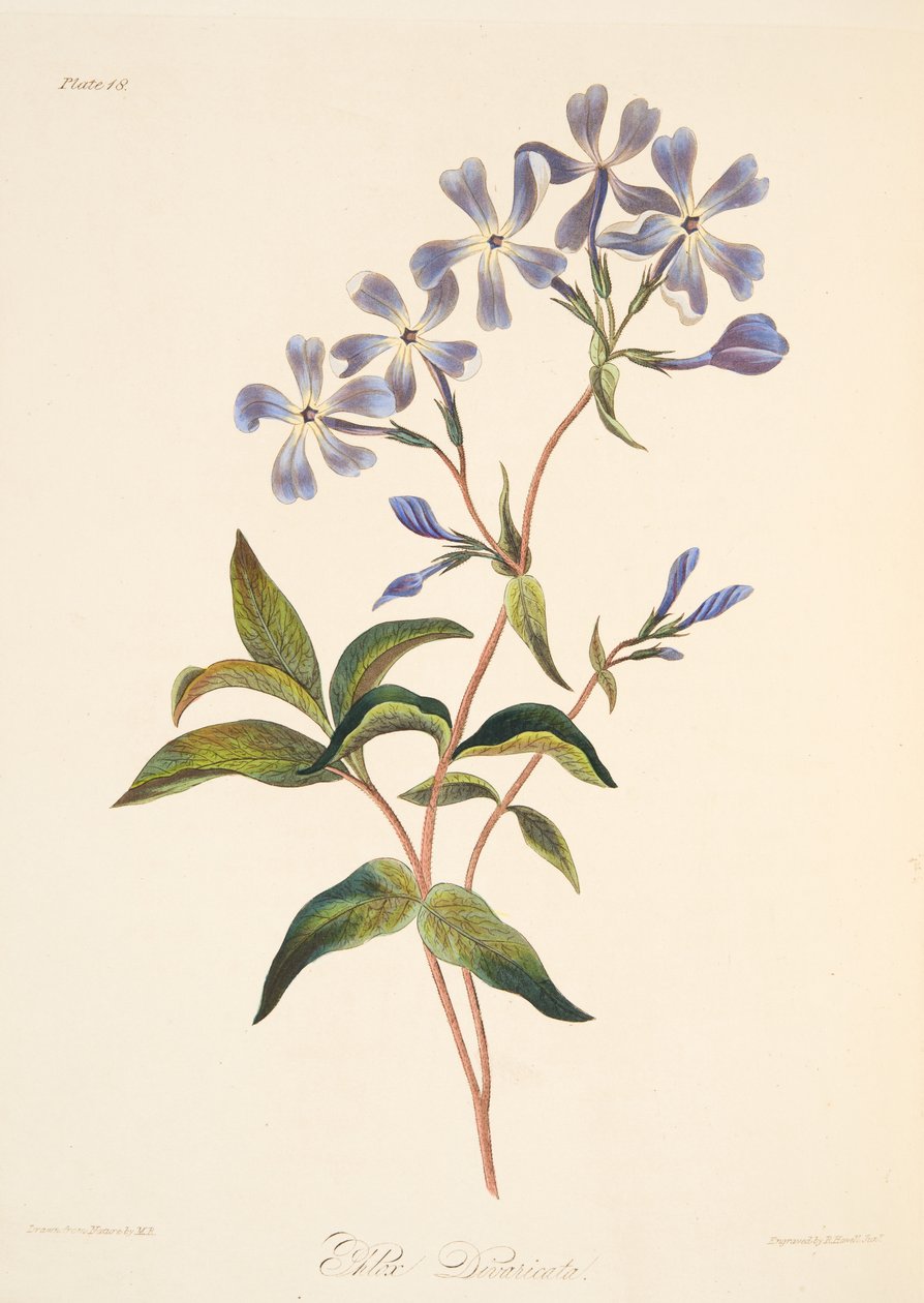 Tidig blomning Lychnidea, från blom- illustrationer av årstiderna, pub. 1829 (handfärgad gravyr) av Margaret Roscoe