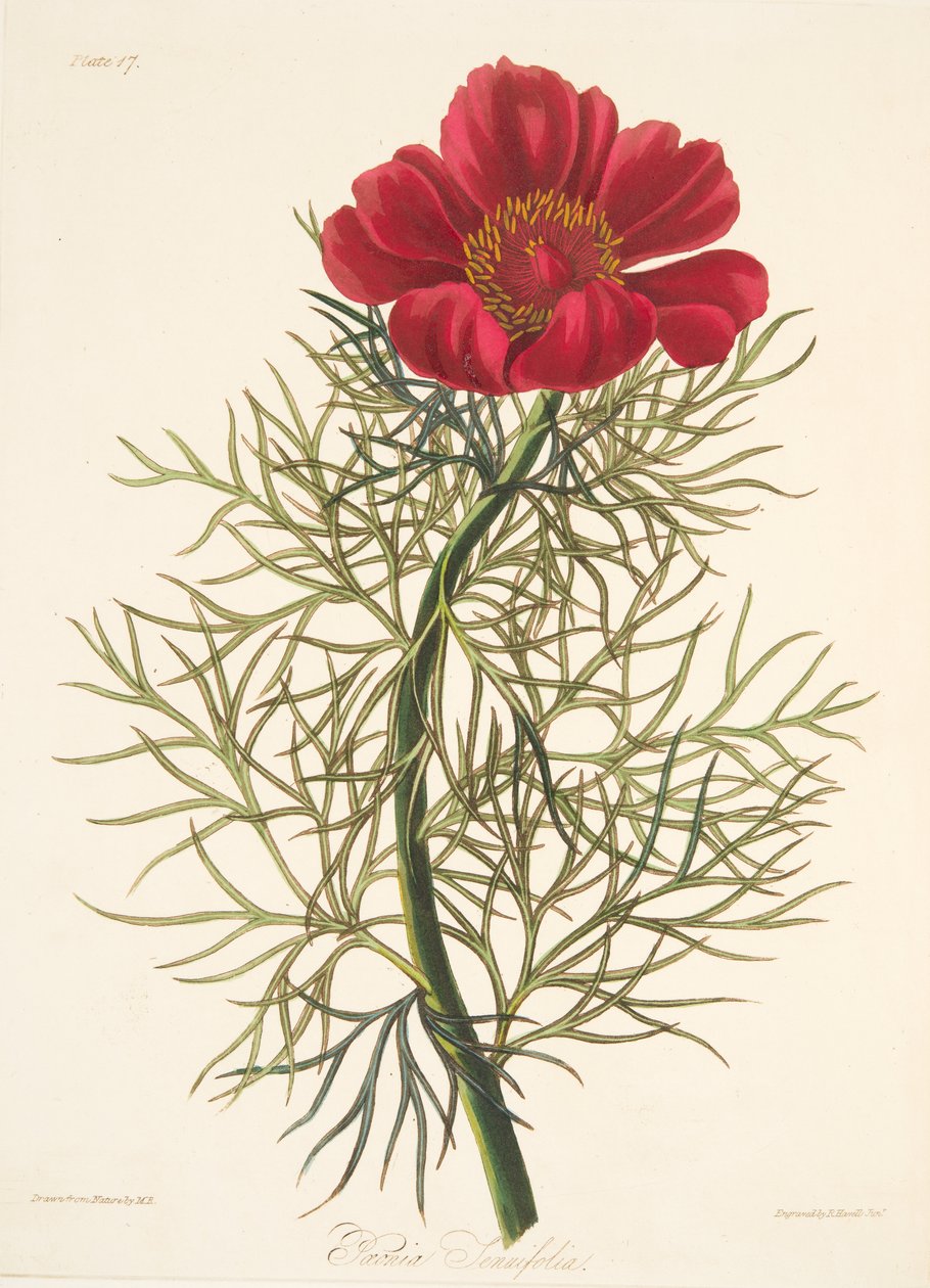 Fin Leaved Paeony, från blom- illustrationer av säsongerna, pub. 1829 (handfärgad gravyr) av Margaret Roscoe