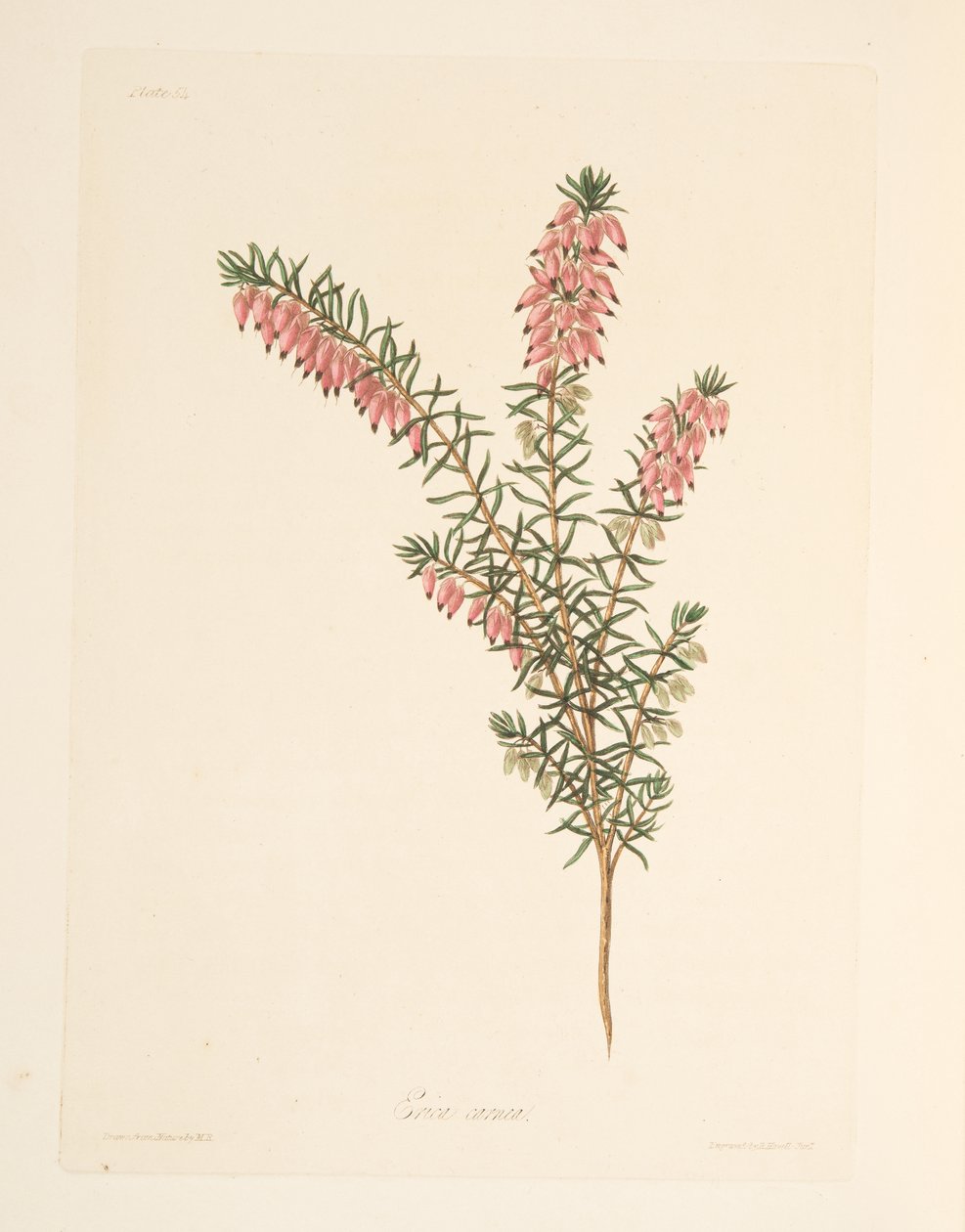 Köttfärgad, tidig flödande Heath, från blom- illustrationer av säsongerna, pub. 1829 (handfärgad gravyr) av Margaret Roscoe