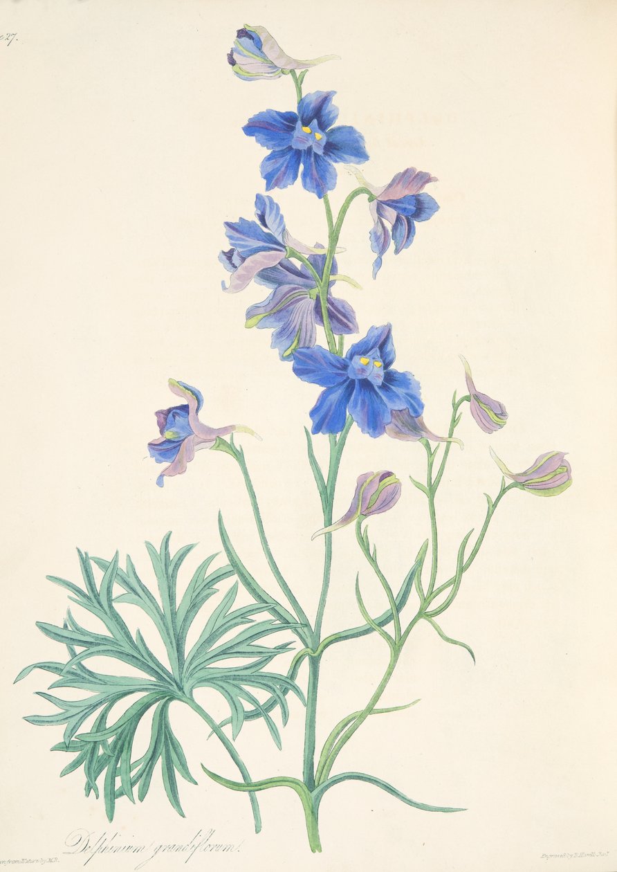 Stor blommig larksporre, från blom- illustrationer av säsongerna, pub. 1829 (handfärgad gravyr) av Margaret Roscoe