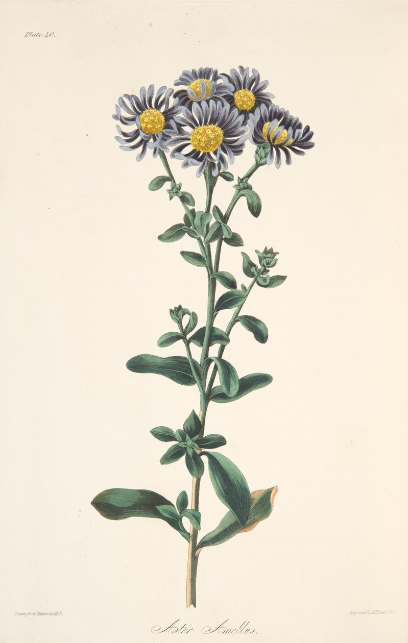 Italiensk Aster, från blom- illustrationer av säsongerna, pub. 1829 (handfärgad gravyr) av Margaret Roscoe