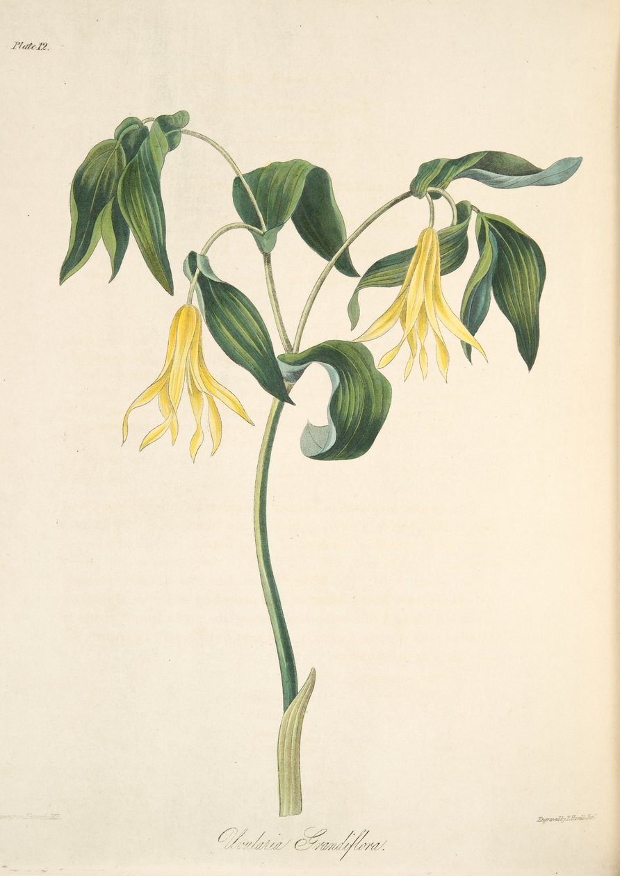 Stor blommig Bellwort, från blom- illustrationer av årstiderna, pub. 1829 (handfärgad gravyr) av Margaret Roscoe