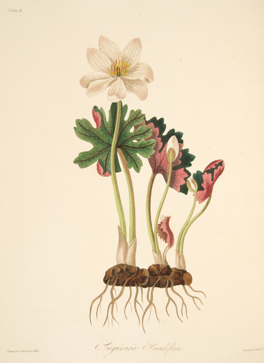 Stor blommig Bloodwort, från blom- illustrationer av årstiderna, pub. 1829 (handfärgad gravyr) av Margaret Roscoe