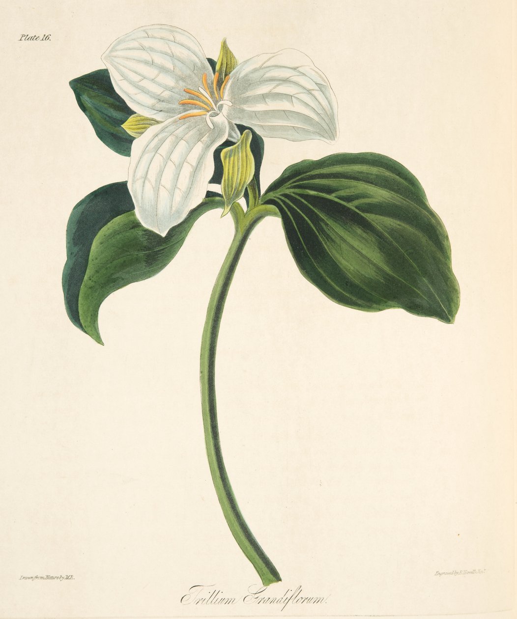 Stora blommade Trillium, från blom- illustrationer av årstiderna, pub. 1829 (handfärgad gravyr) av Margaret Roscoe