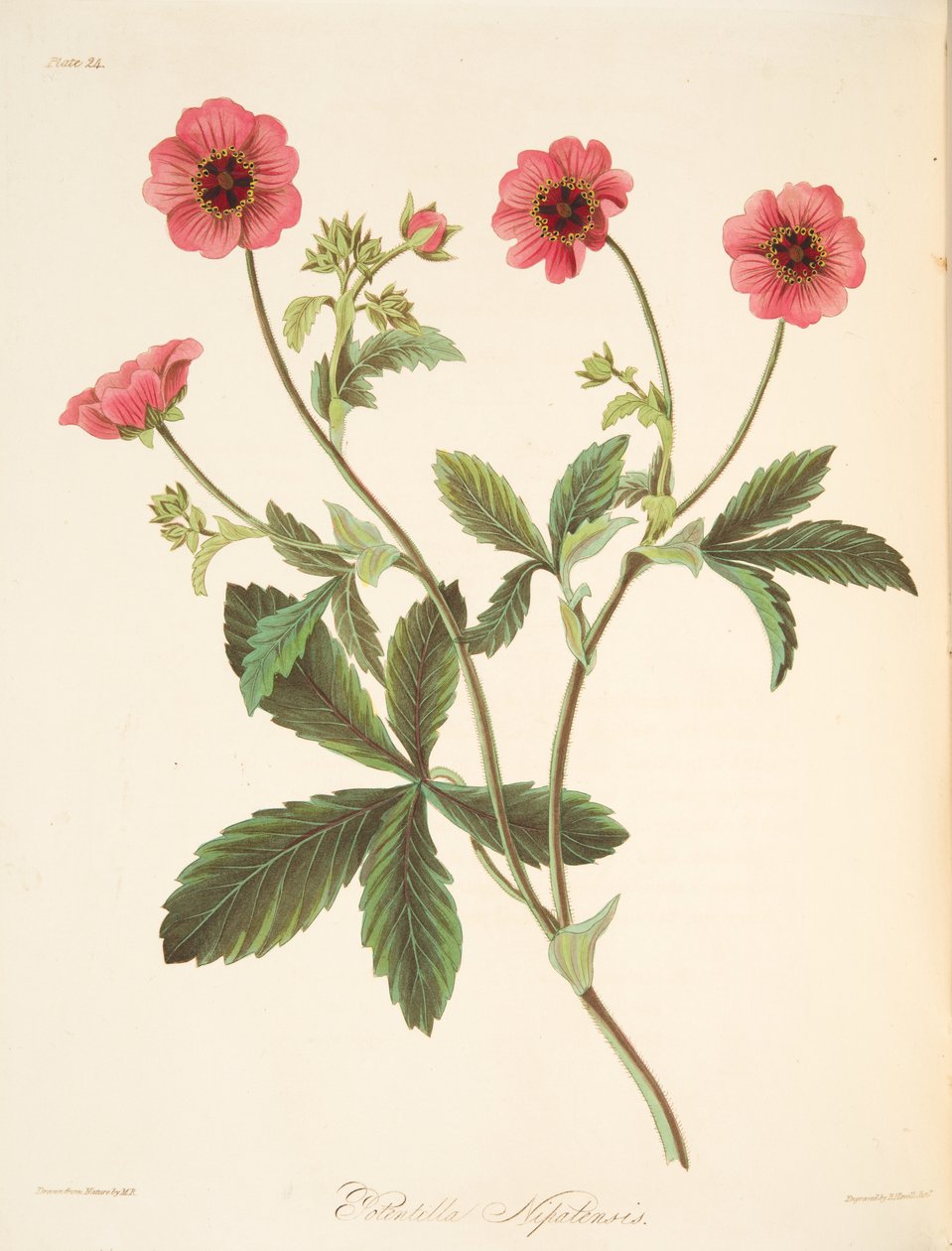 Nipal Potentilla, från blom- illustrationer av årstiderna, pub. 1829 (handfärgad gravyr) av Margaret Roscoe