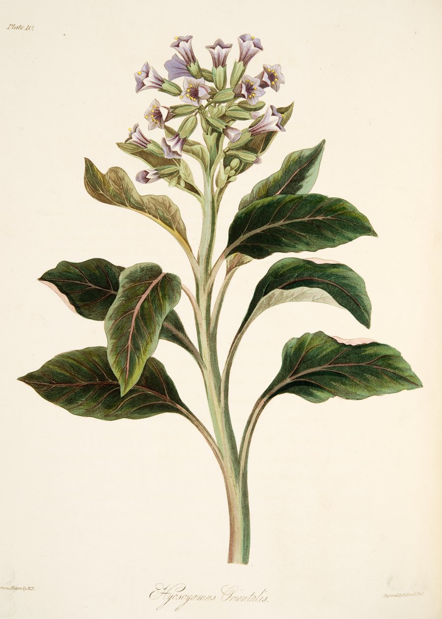 Orientalisk Hyoscyamus, från blom- illustrationer av säsongerna, pub. 1829 (handfärgad gravyr) av Margaret Roscoe