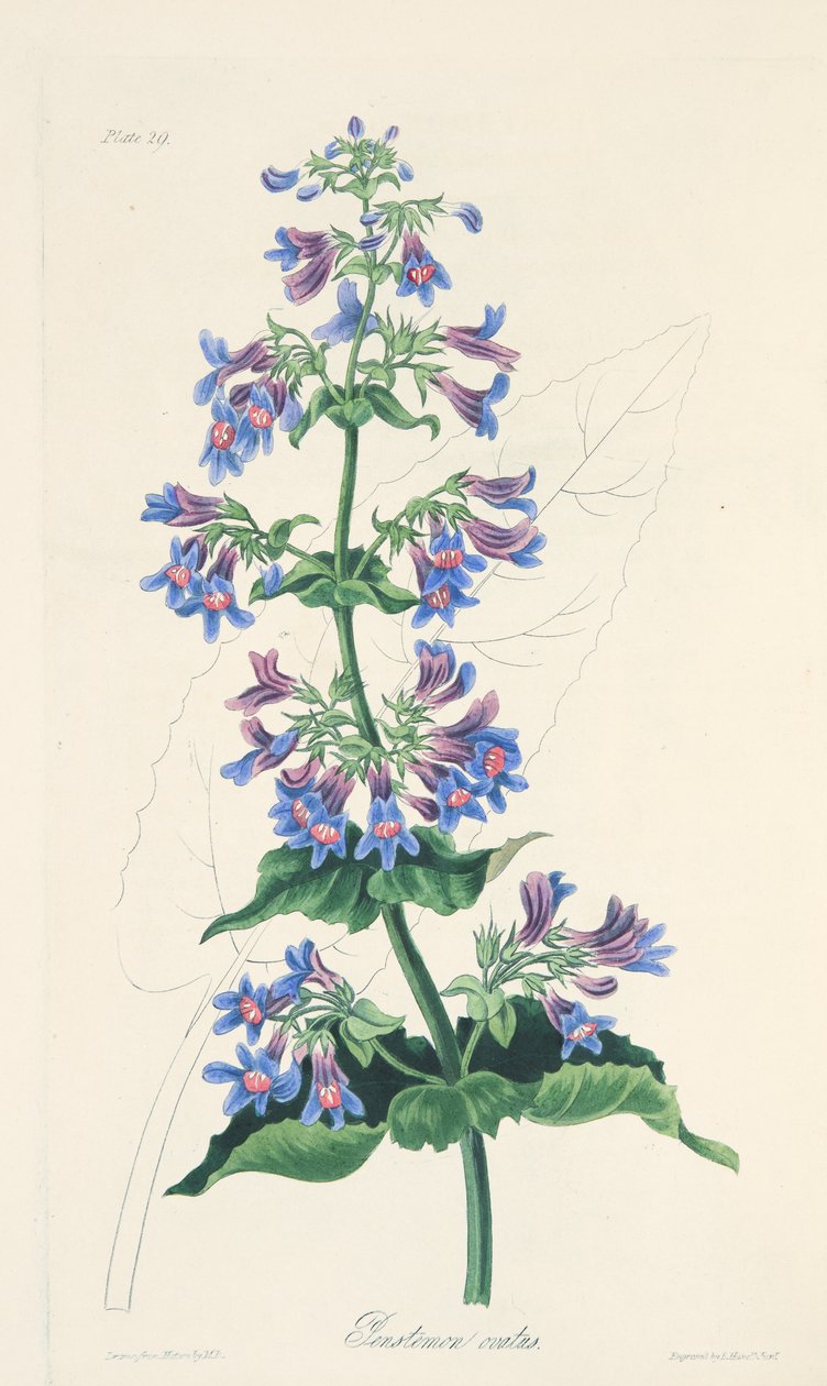 Ovate-leaved Penstemon, från Floral Illustrations of the Seasons, pub. 1829 (handfärgad gravyr) av Margaret Roscoe
