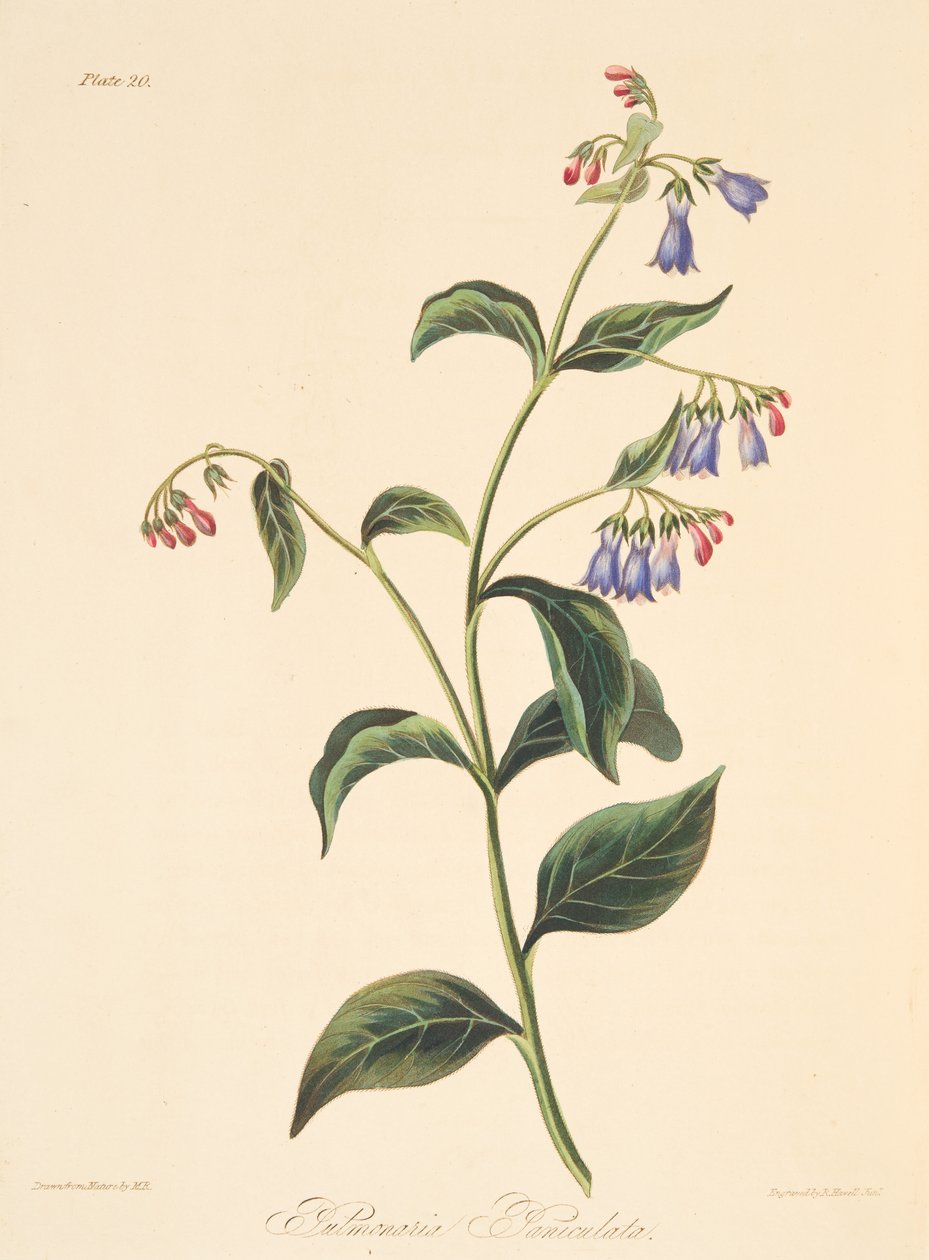 Panicled Lungwort, från blom- illustrationer av årstiderna, pub. 1829 (handfärgad gravyr) av Margaret Roscoe