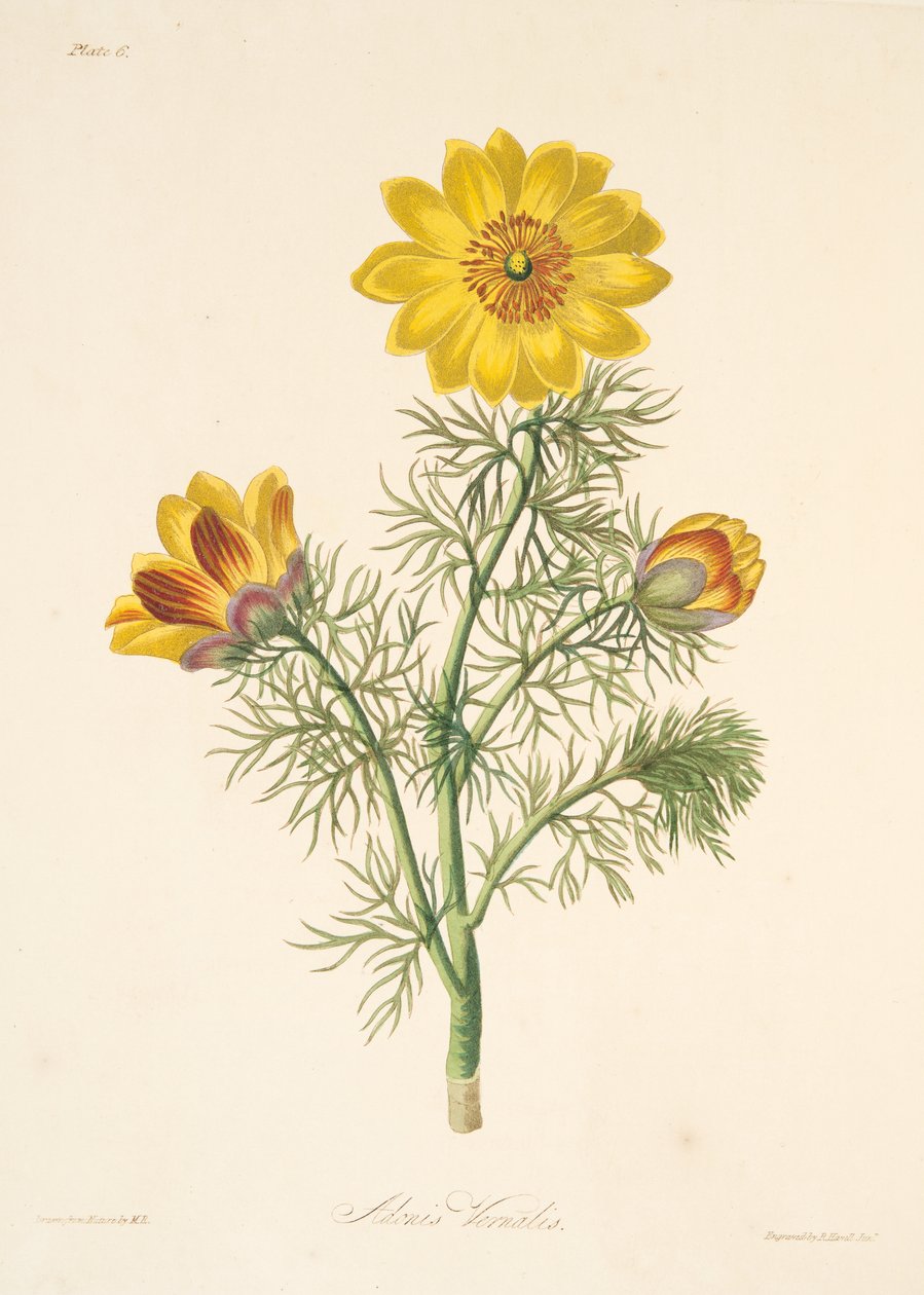 Perenn Adonis, från blom- illustrationer av säsongerna, pub. 1829 (handfärgad gravyr) av Margaret Roscoe