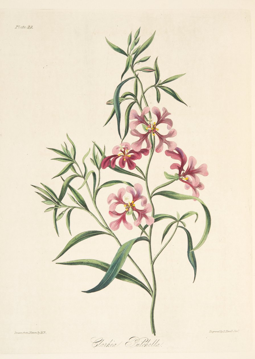 Nätt Clarkia, från blom- illustrationer av säsongerna, pub. 1829 (handfärgad gravyr) av Margaret Roscoe