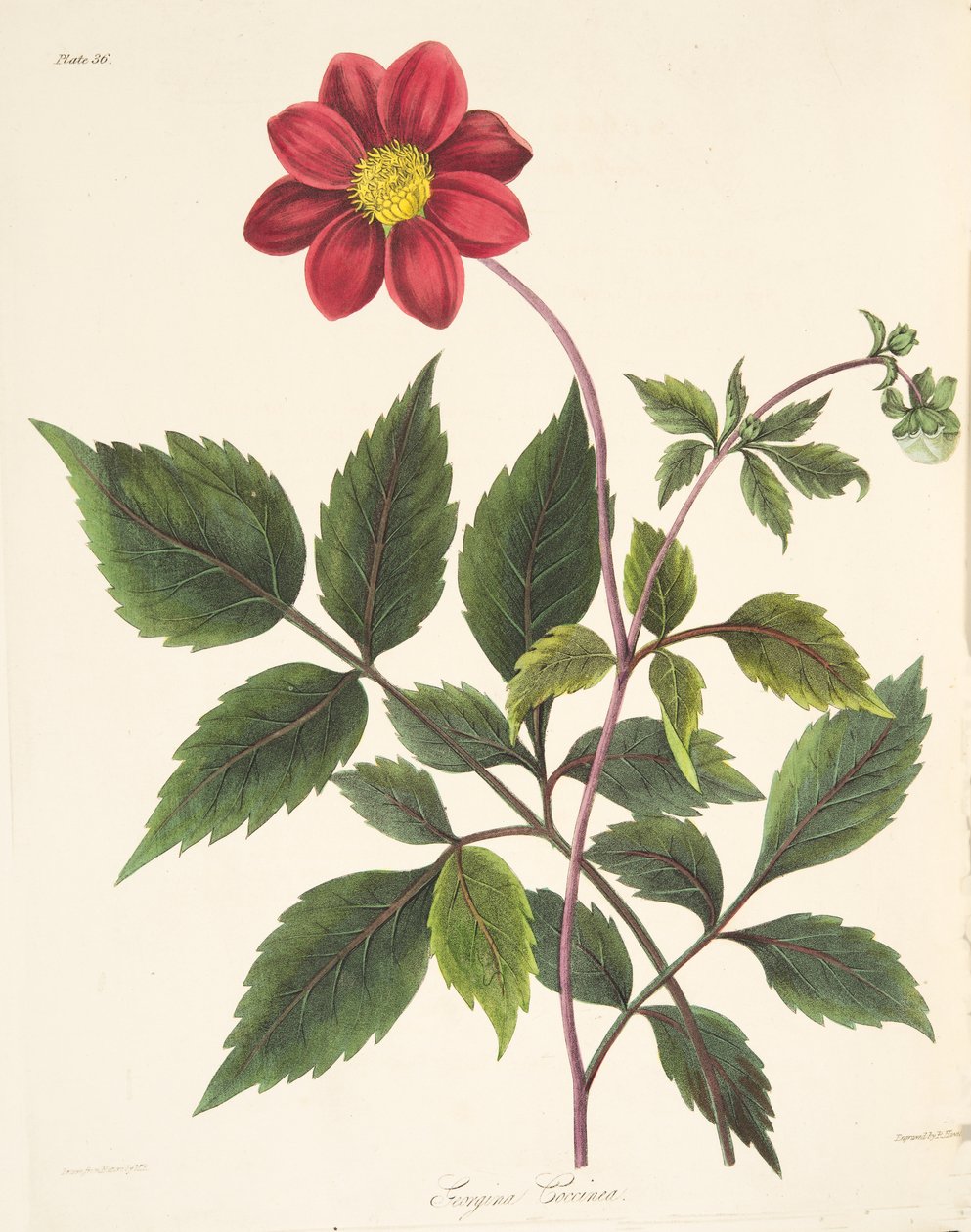 Röd Dahlia, från blom- illustrationer av säsongerna, pub. 1829 (handfärgad gravyr) av Margaret Roscoe
