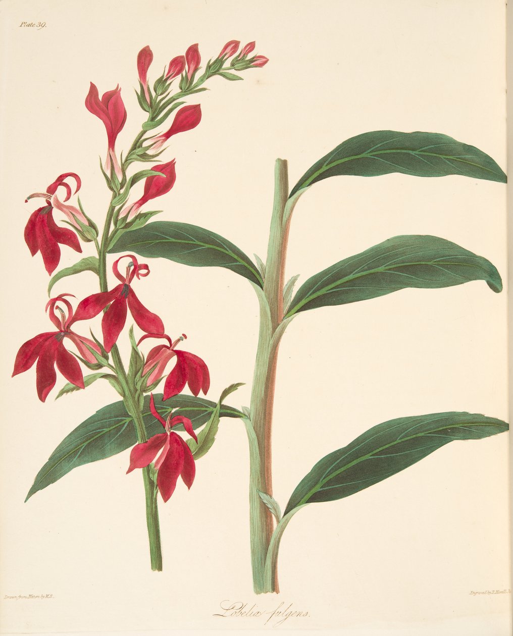 Refulgent Lobelia, från blom- illustrationer av säsongerna, pub. 1829 (handfärgad gravyr) av Margaret Roscoe