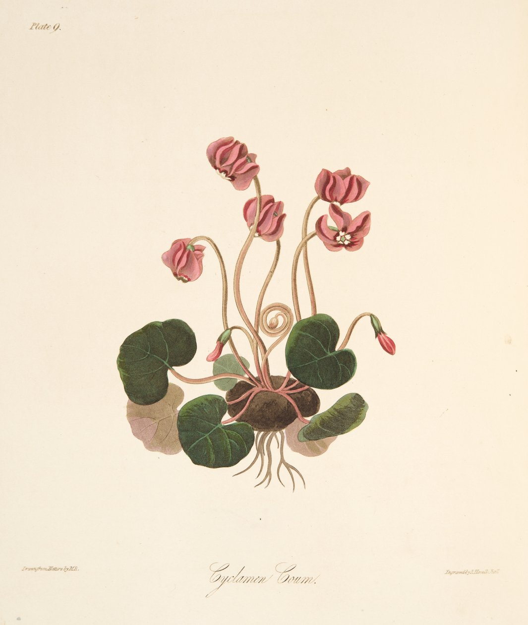Runda Leaved Cyclamen, från blom- illustrationer av säsongerna, pub. 1829 (handfärgad gravyr) av Margaret Roscoe