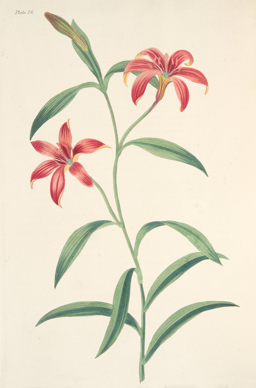 Självfärgad kinesisk lilja, från blom-illustrationer av årstiderna, pub. 1829 (handfärgad gravyr) av Margaret Roscoe