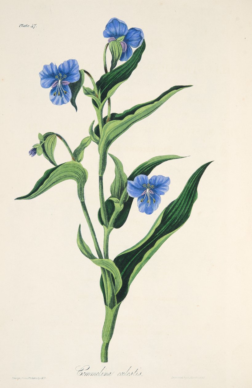 Himmelsblå Commelina, från blom- illustrationer av årstiderna, pub. 1829 (handfärgad gravyr) av Margaret Roscoe