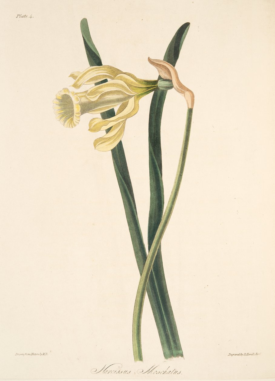 Spansk påsklilja, från blom- illustrationer av säsongerna, pub. 1829 (handfärgad gravyr) av Margaret Roscoe