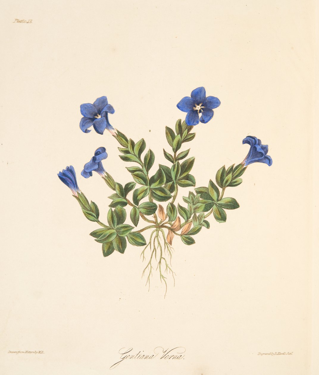Spring Gentian, från blom- illustrationer av säsongerna, pub. 1829 (handfärgad gravyr) av Margaret Roscoe