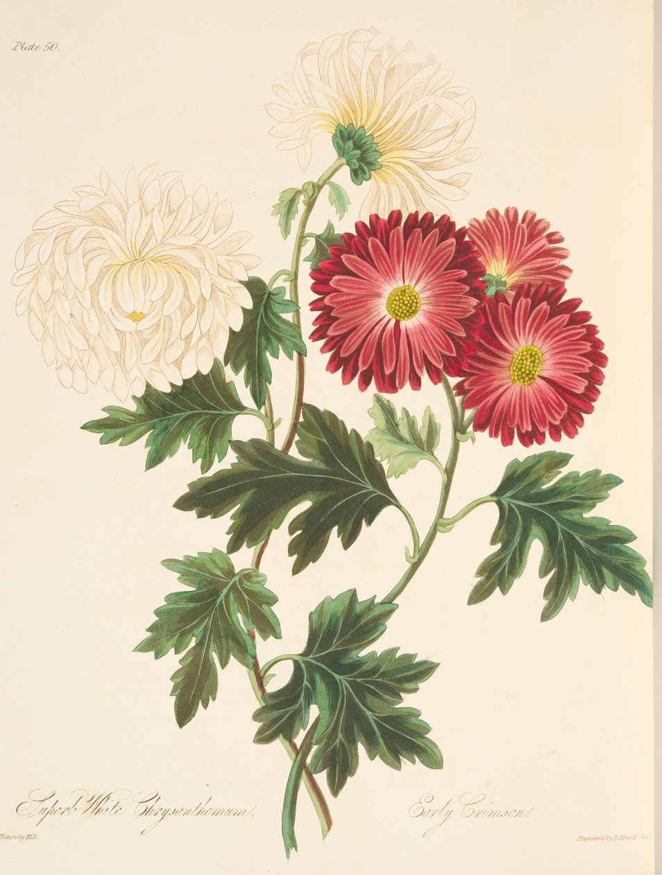 Superb vit krysantemum och tidig röd, från blommiga illustrationer av årstiderna, pub. 1829 (handfärgad gravyr) av Margaret Roscoe