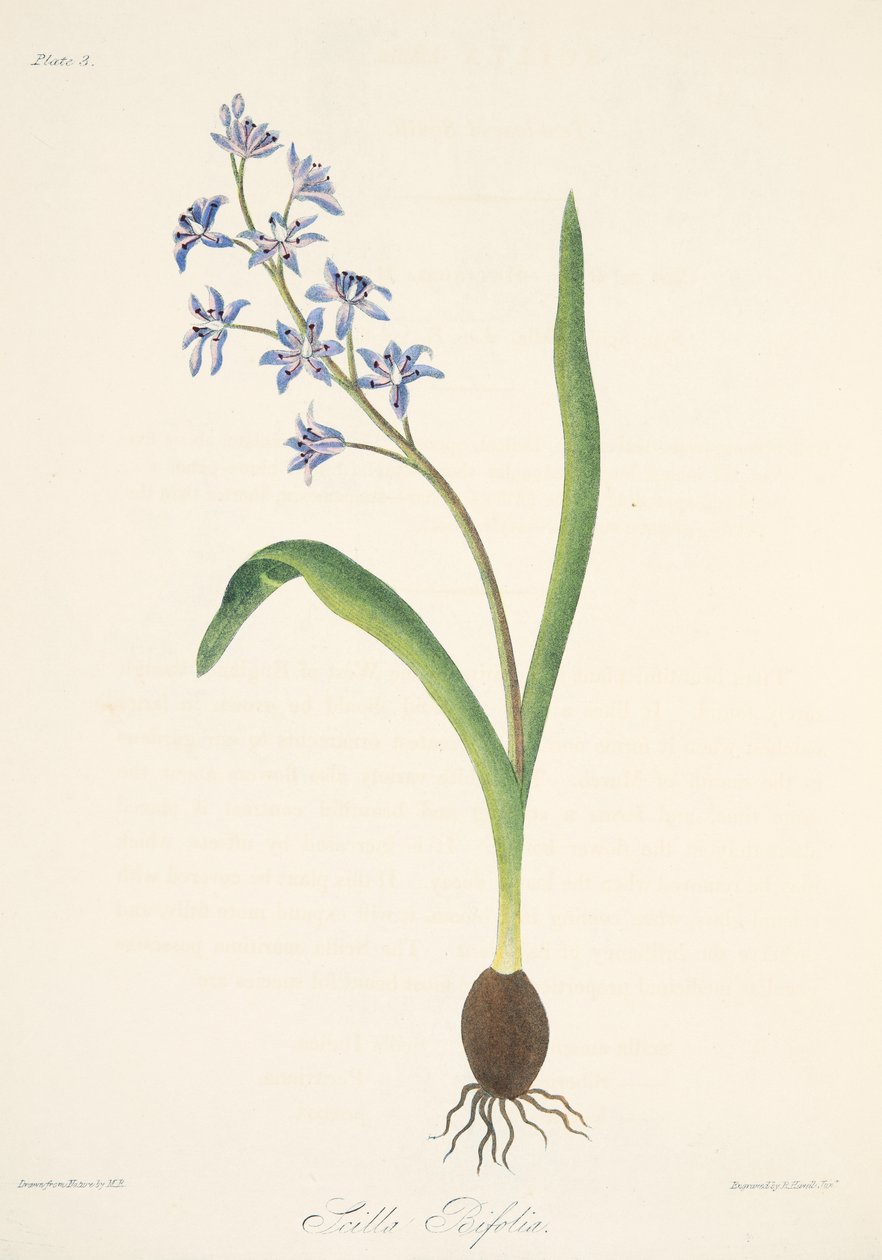 Two-leaved Squill, från Floral Illustrations of the Seasons, pub. 1829 (handfärgad gravyr) av Margaret Roscoe