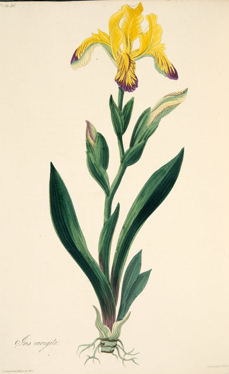 Brokig Iris, från blom- illustrationer av säsongerna, pub. 1829 (handfärgad gravyr) av Margaret Roscoe