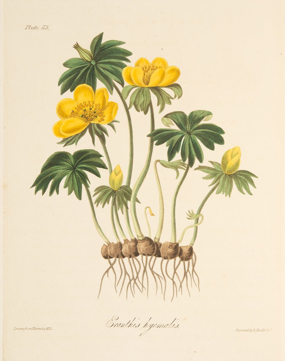 Winter Aconite, från blom- illustrationer av säsongerna, pub. 1829 (handfärgad gravyr) av Margaret Roscoe