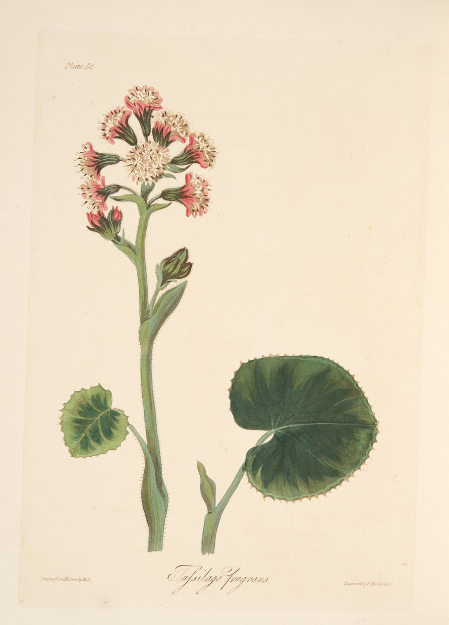 Vinterheliotrop, från blom- illustrationer av säsongerna, pub. 1829 (handfärgad gravyr) av Margaret Roscoe