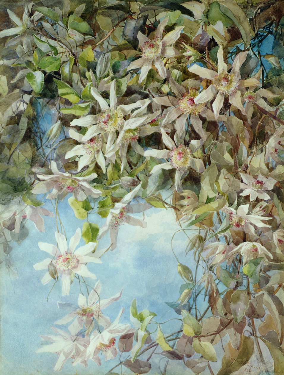 Studie av passionsblomman av Margaret Waterfield