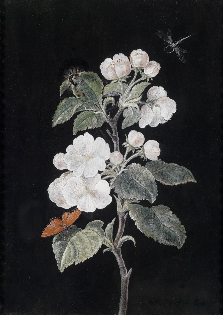 Apfelblüten mit Schmetterlingen av Margaretha Barbara Dietzsch