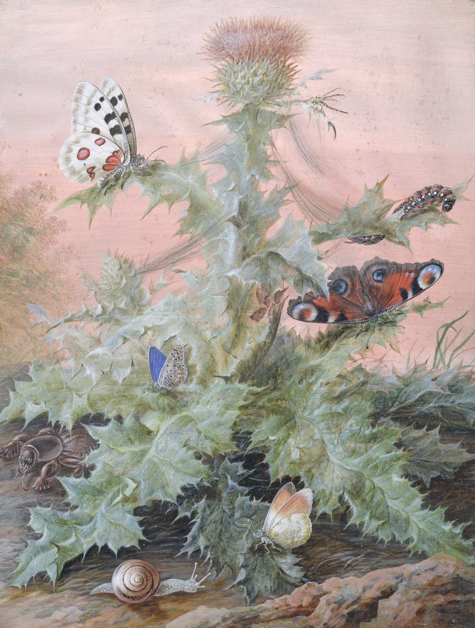 Insekter runt en tistel, 1700 av Margaretha Barbara Dietzsch