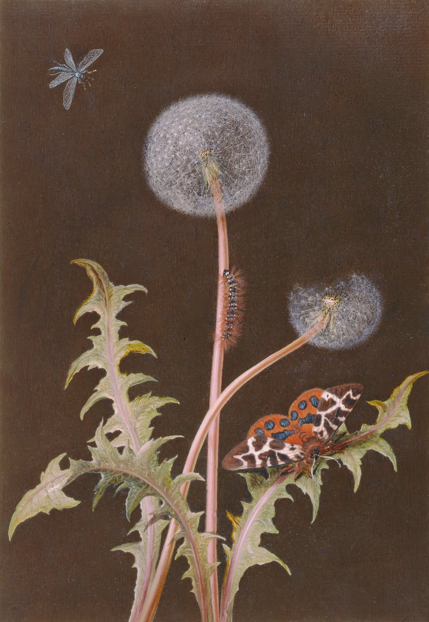 PD.380-1973 Maskros (Taraxacum officinale) med insekter (wc och gouache på kort) av Margaretha Barbara Dietzsch
